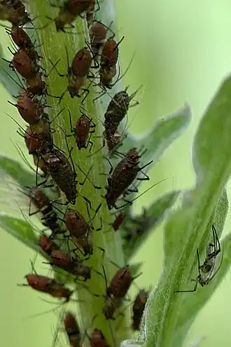 Uroleucon jaceae (Linnaeus, 1758)