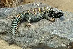 Uromastyx ocellata распространён на востоке Африки от южного Египта до северного Сомали