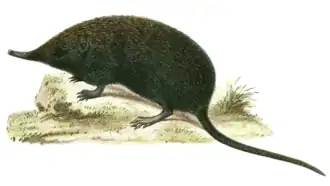 Китайский землеройковый крот