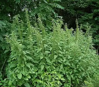 Крапива двудомная(Urtica dioica)