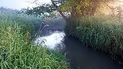 Река Утрика около деревни Мызжелово летом 2020 года