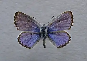 Голубянка викрама