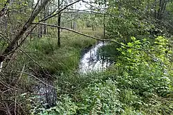 Вид вверх по течению с моста через нижнее течение Вабульупите в сентябре 2019 года