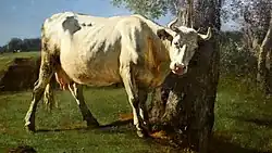 Чешущаяся корова. 1859. Холст, масло. Музей Орсе, Париж