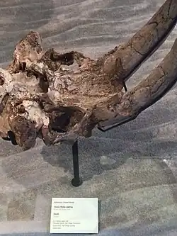 Череп Valenictus chulavistensis