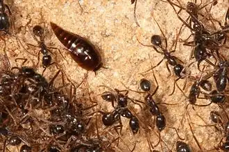 Жук Vatesus и муравьи