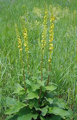 Общий вид цветущего растения