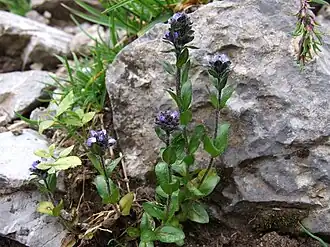 Общий вид цветущего растения.