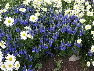 Veronica austriaca subsp. austriaca. Общий вид цветущего растения.