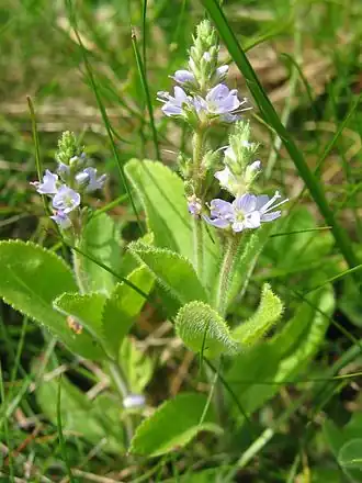 Вероника лекарственная (Veronica officinalis) — типовой вид рода Вероника