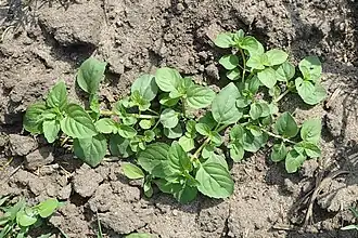 Общий вид растения