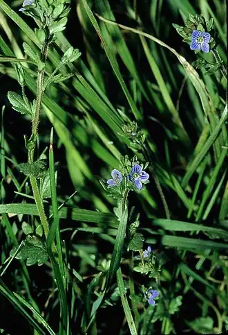 Общий вид цветущего растения.