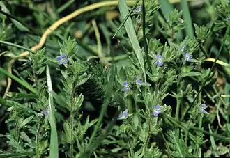 Цветоносный побег