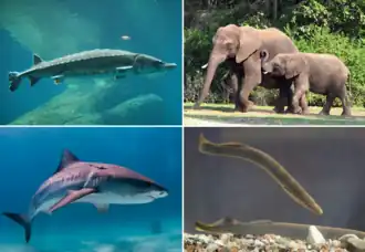 Сверху: американский атлантический осётр (костные рыбы),саванный слон (четвероногие);Снизу: тигровая акула (хрящевые рыбы), речная минога (бесчелюстные).