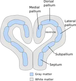 Схематический разрез переднего мозга низшего хордового животного, такого, как акула.