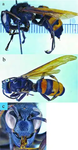 A — вид сбоку, B — вид сверху, C — голова спереди