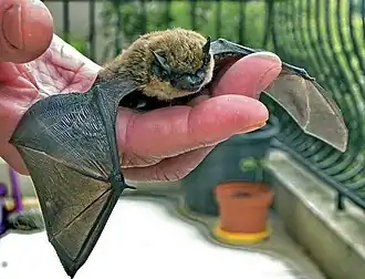 Кожановидные нетопыри