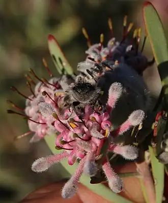 Vexatorella obtusata albomontana
