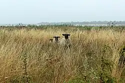 Вилсандиские овцы