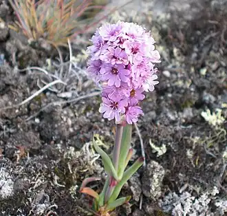 Смолёвка шведская (ранее - Смолка альпийская (Viscaria alpina))