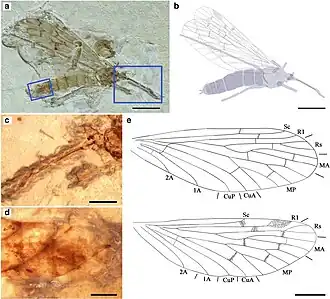 Vitimopsyche pristina