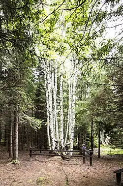 Двенадцатиствольная берёза — «Двенадцать апостолов»