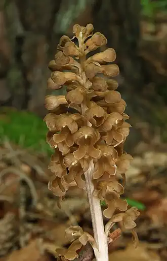 Соцветие гнездовки настоящей