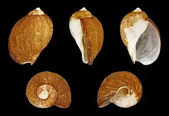 Раковина Volutharpa perryi