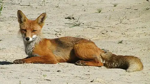 Лисица, лежащая на песке, Токсовские высоты, Ленинградская область, Россия