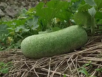 Почти спелый плод восковой тыквы