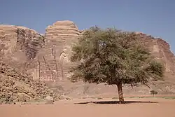 Некоторые деревья устойчивы к суровым условиям Вади-Рама.