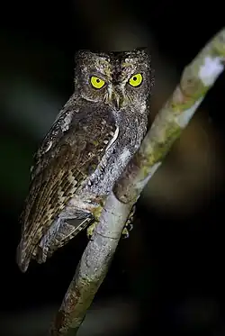 Восточная совка3 июня 2018