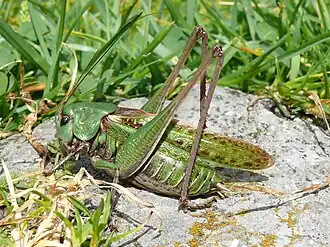 Взрослый самец Decticus verrucivorus