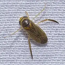 Callicorixa praeusta