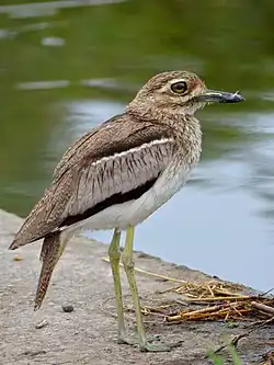 Водяная авдотка (Burhinus vermiculatus)