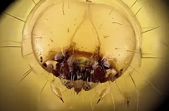 Голова личинки