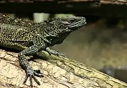 Парусная ящерица Вебера