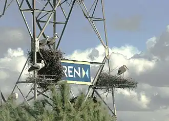 Гнездо белых аистов на опоре линии электропередачи в Алентежу