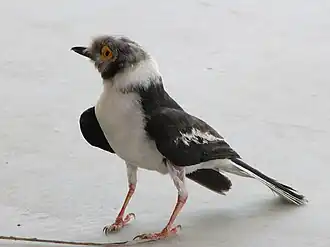 Длиннохохлый очковый сорокопут (Prionops plumatus)