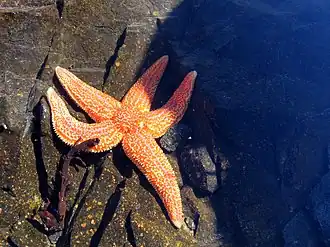 Asterias rubens, Белое море, Россия