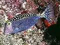 Ostracion meleagris