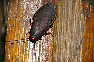 Oxyhaloa deusta (Thunberg, 1784)