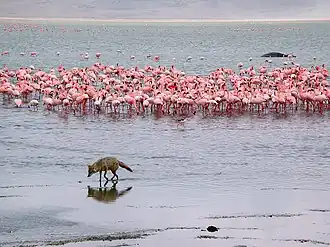 Африканский золотой волк