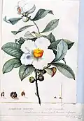 Franklinia alatamaha. 1872