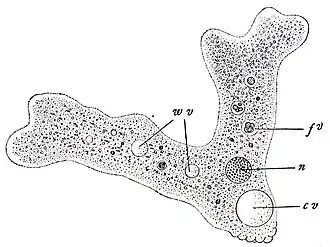 Amoeba proteus