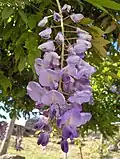 Эбрактеозная (голая) кисть у глицинии китайской (Wisteria sinensis)