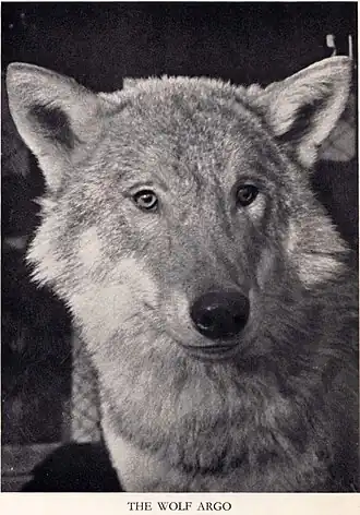 Волк Арго. Середина 1930-х гг. (фото из книги: Vera Chaplina. My animal friends. London, 1939)