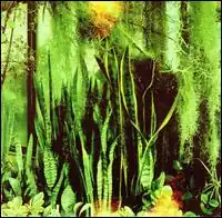 Обложка альбома The Promise Ring «Wood/water» (2002)