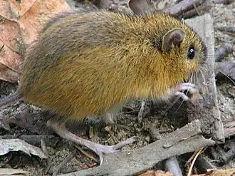 Лесная полумышь