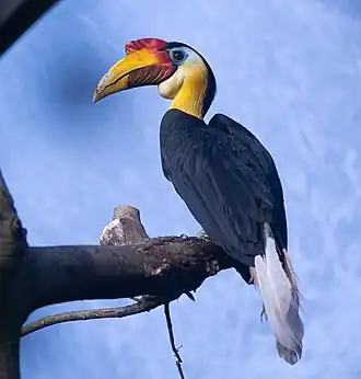 Rhabdotorrhinus corrugatus